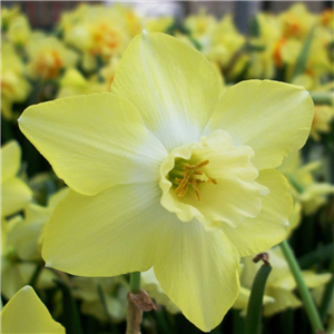 Narcissus (Daffodil) - Dwarf, 'Pipit'.  Loose Per 10 Bulbs.